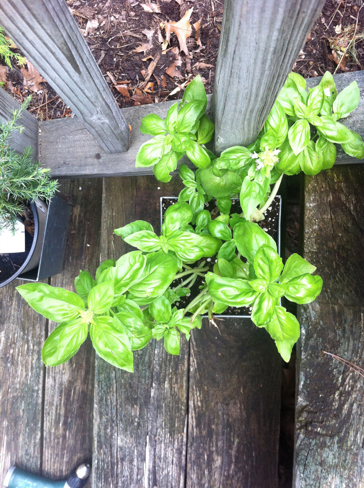 the rusty hoe what to do with too much basil?