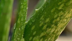 4 Manfaat Aloe Vera Selain Untuk Kecantikan
