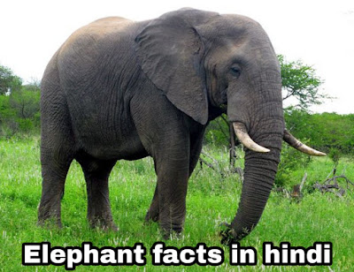 elephant facts in hindi