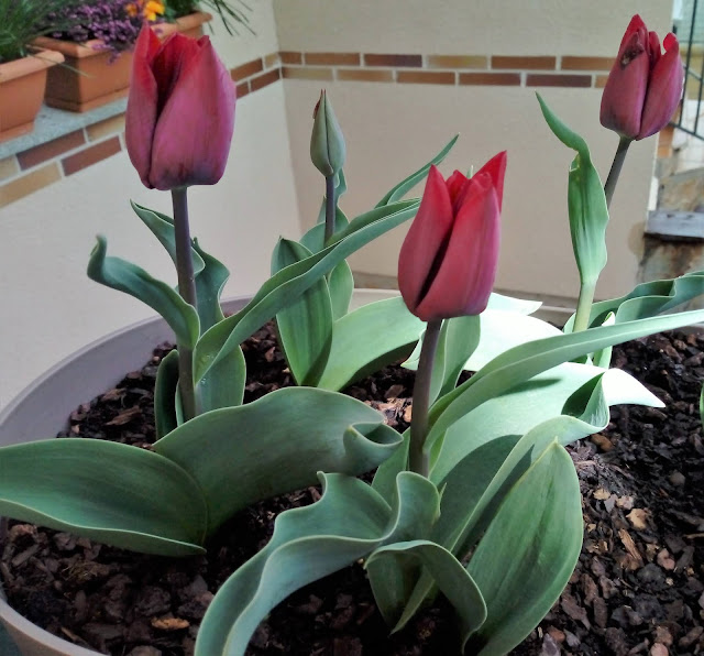 Tulipanes (Tulipa sp.)