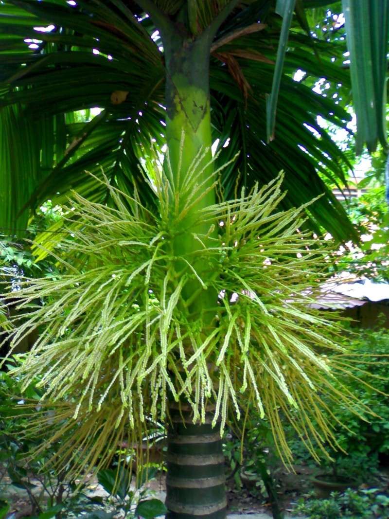 Fiohantb'S Blog: Hoa Cau Vườn Trầu