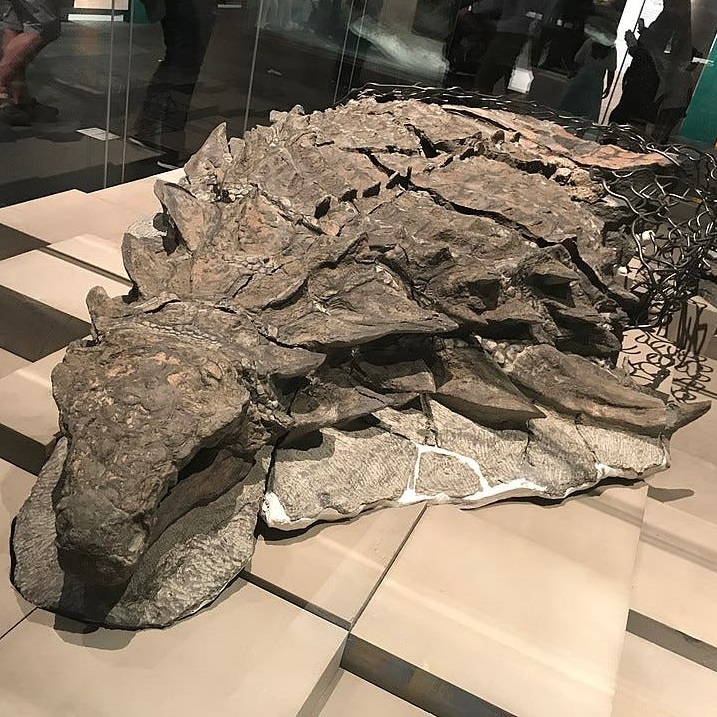 QQ SABER É SAÚDE Múmia de dinossauro recentemente descoberta é tão bem  preservada que até tem