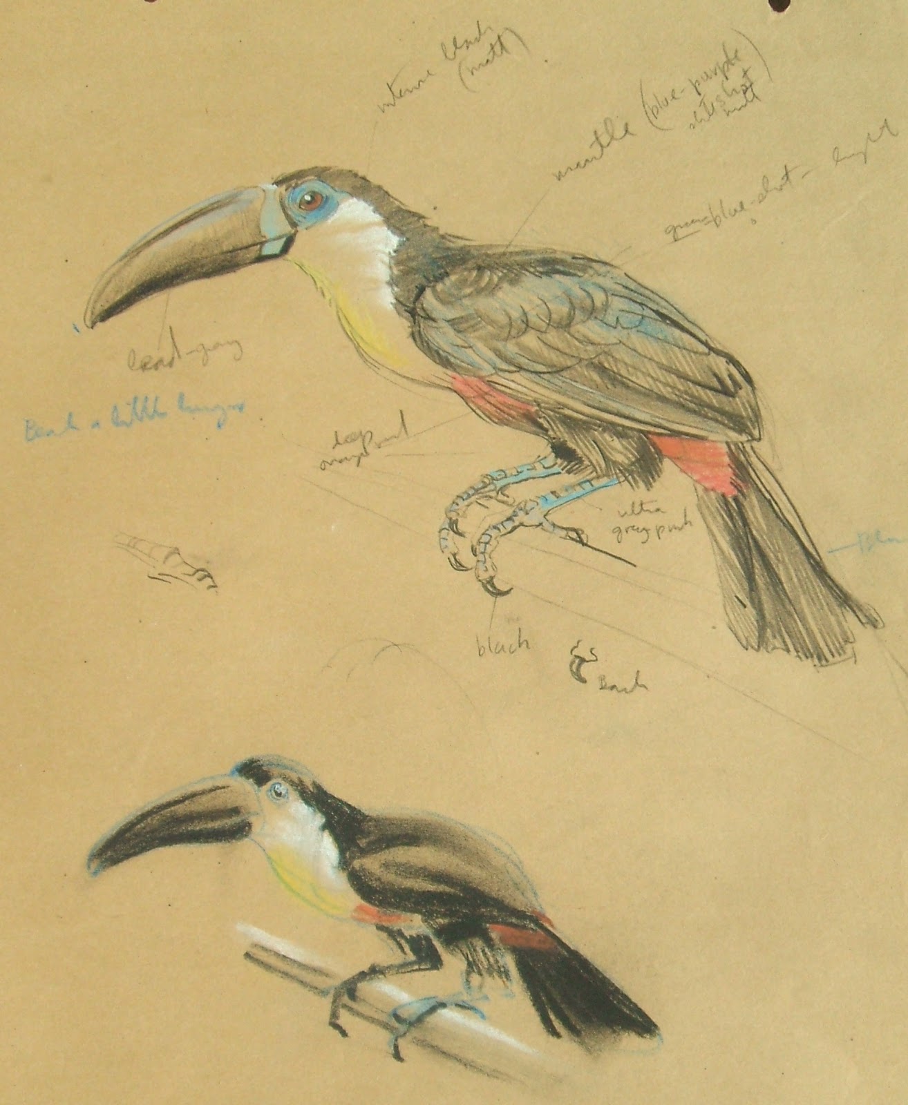 Raymond Sheppard bird sketches (Part 2)