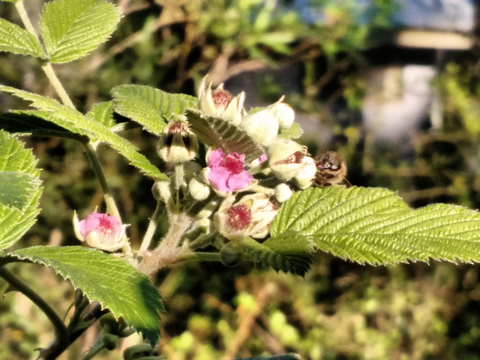 Simply Living Who says you can't grow raspberries in Florida!