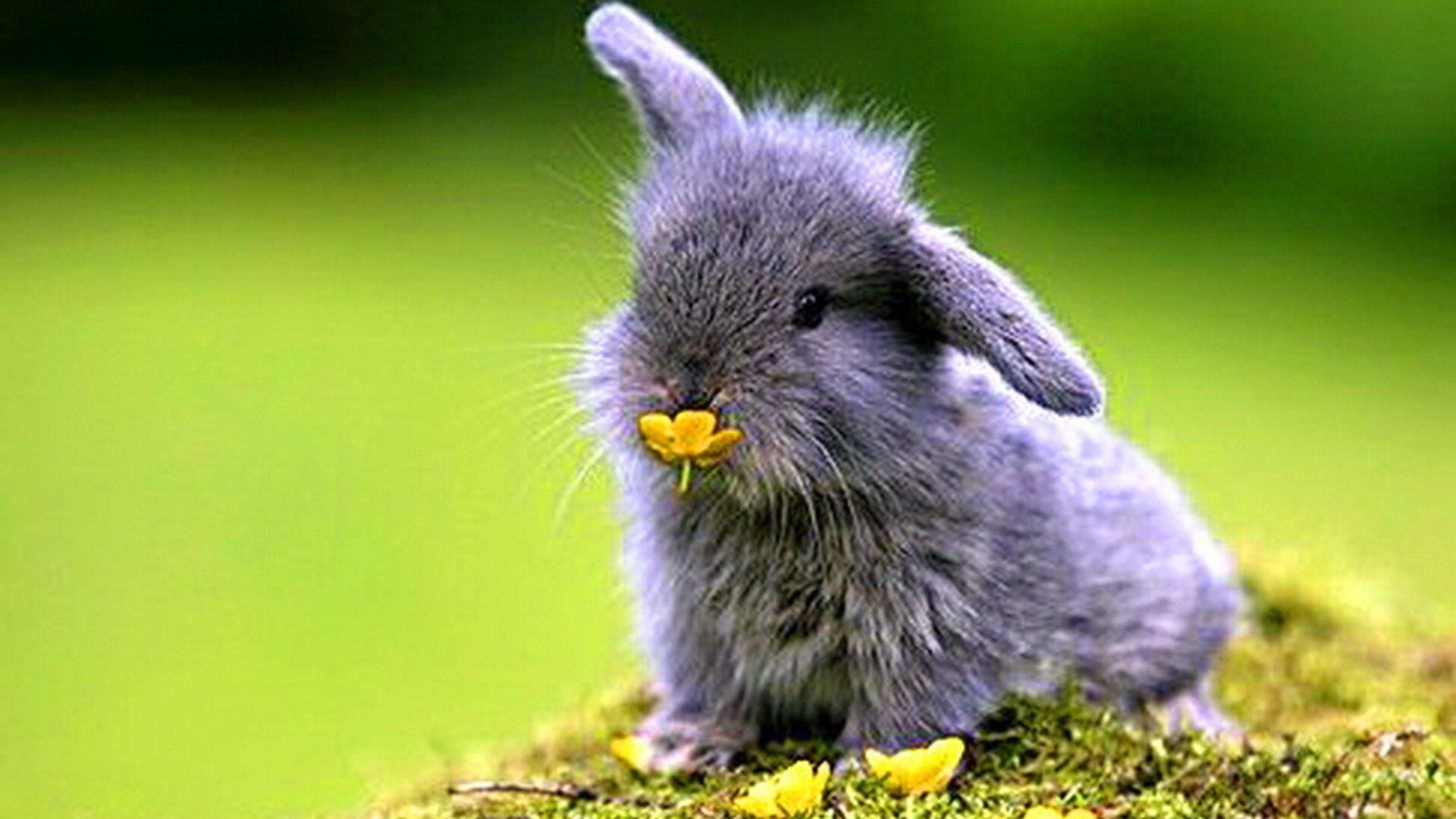 Cute Rabbit Pic