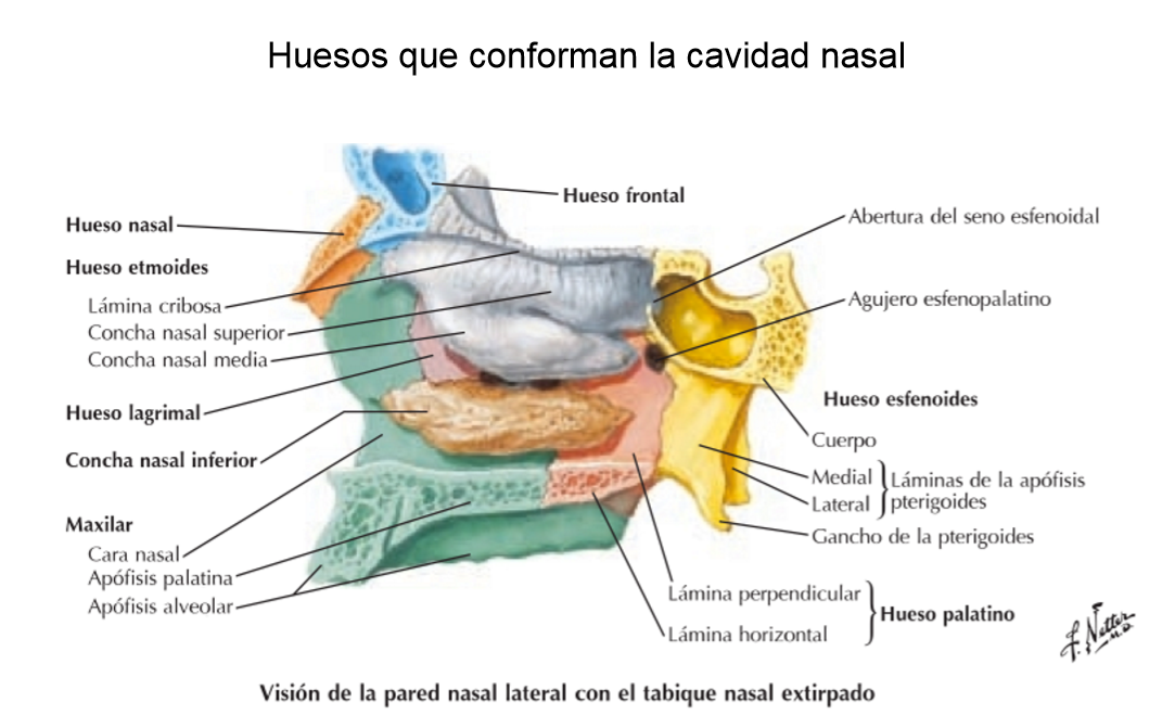Generalidades de Anatomia Sistema respiratorio 1 Generalidades de Anatomia Sistema respiratorio 1
