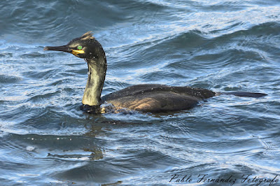 Cormorán moñudo (Phalacrocorax aristotelis)