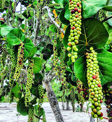 Remaxvipbelize - More crazy wild growing