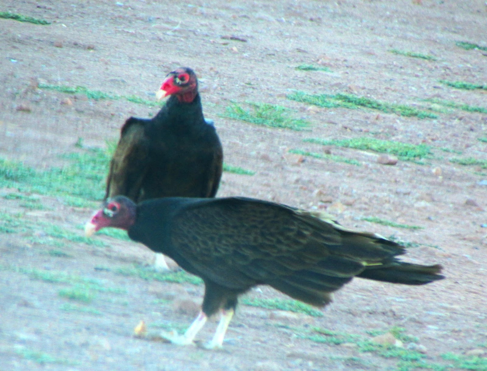 Me and My Dogand My RV Birds at Bluewater