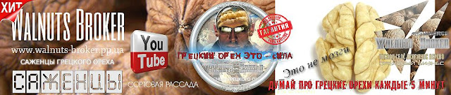 Саджанці горіха Ідеал Україна 0957351986, Walnuts Broker Саджанці горіха Ідеал Україна 0957351986, Walnuts Broker