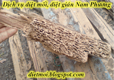 Dịch vụ diệt mối