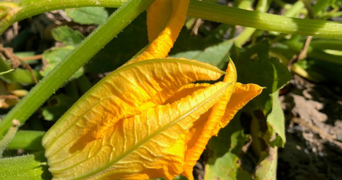 Limited fruit set and fruit abortion in winter squash and pumpkins