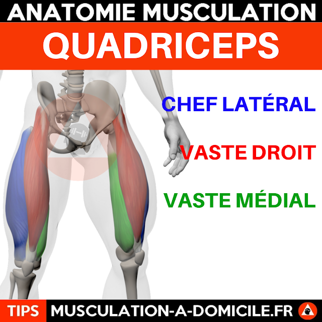 musculation à domicile anatomie des muscles cuisses quadriceps