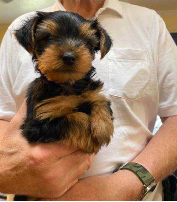 nearest pet shop near me