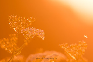 Naturfotografie Gegenlichtaufnahme Sonnenuntergang Lippeaue