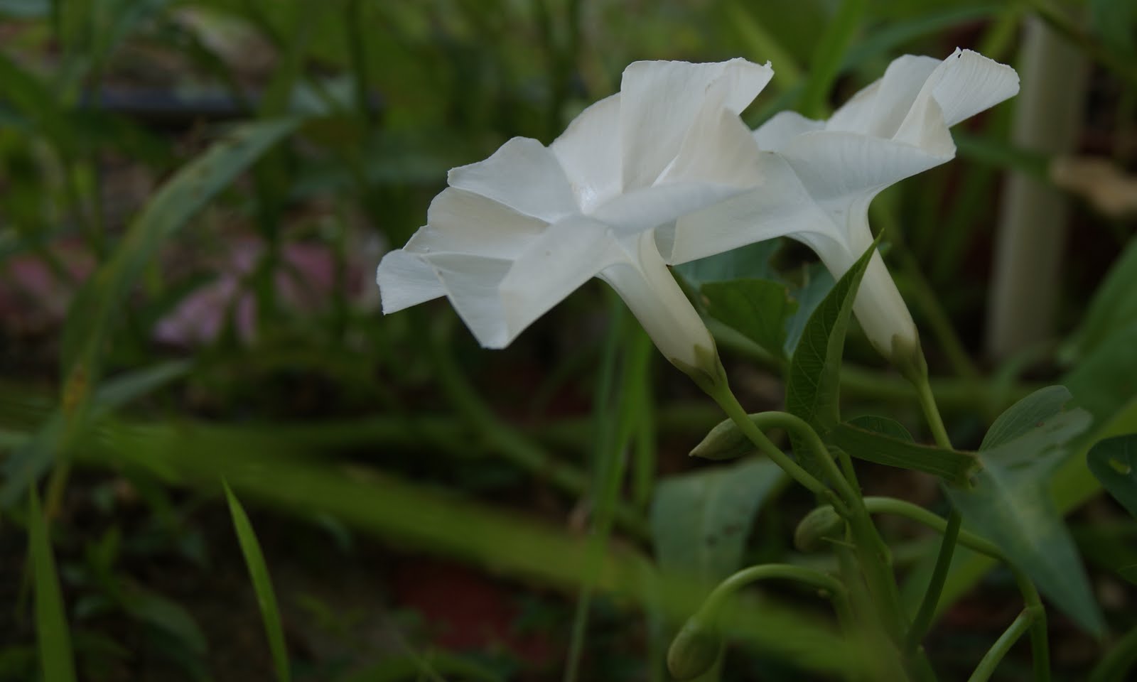 My little vegetable garden Kangkong white flowers and eventual seeds
