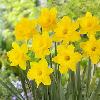 Daffodils Souce: home depot