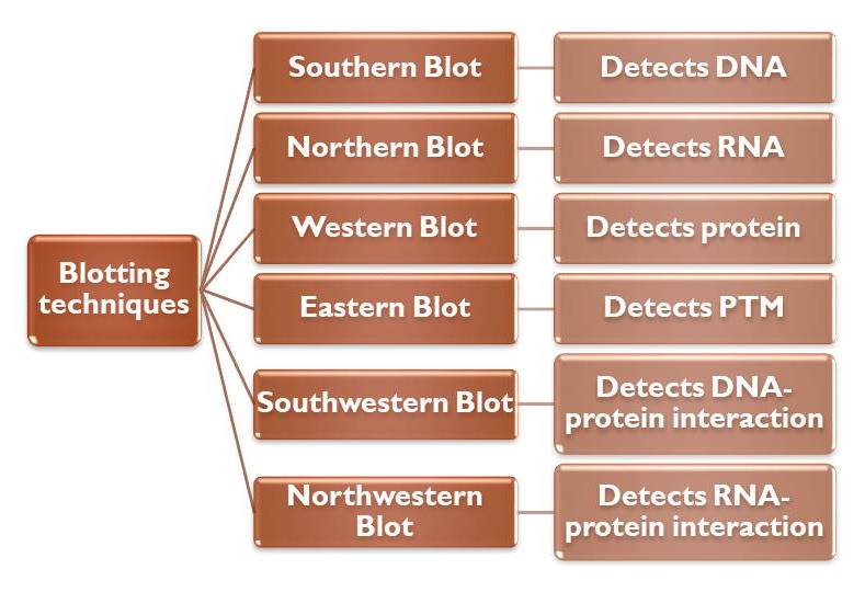 northern blot vs southern blot northern blot vs southern blot