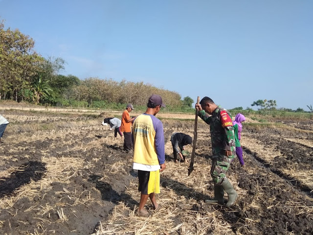 Dukung Program Upsus, Babinsa Bantu Petani Tanam Jagung