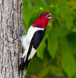 Photo of Red-headed Woodpecker on tree trunk