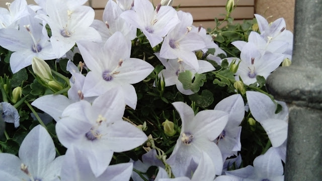 Campanilla china (Platycodon grandiflorus (Jacq.) A.DC).