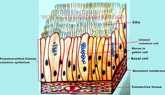 What is Epithelial Tissue Different Types of Structure ... diagram of cilia 