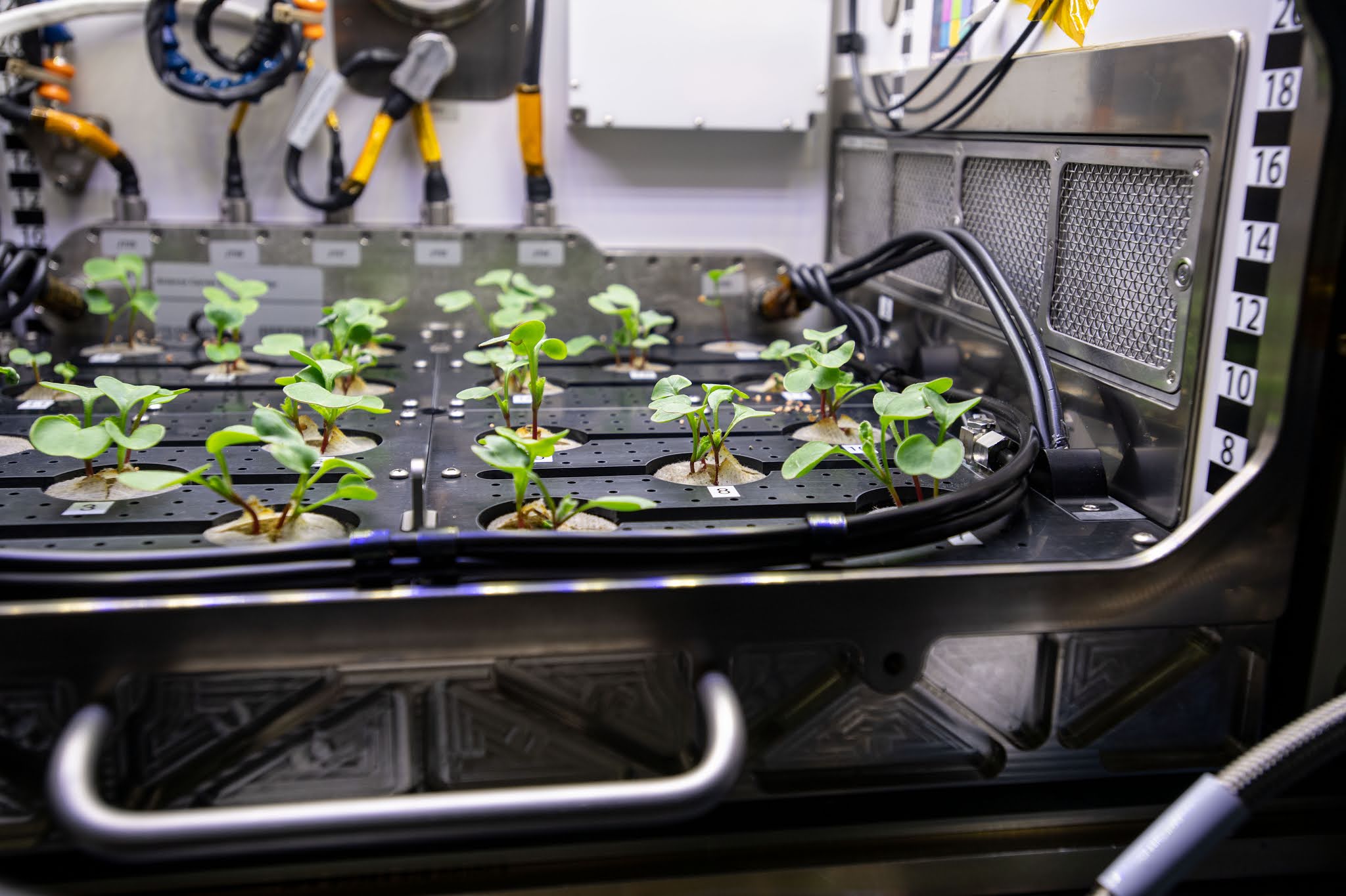 Какой овощ вырастили на космической станции. Оранжерея Veggie МКС. Растения на борту космического корабля. Растения на МКС. Арабидопсис на МКС.