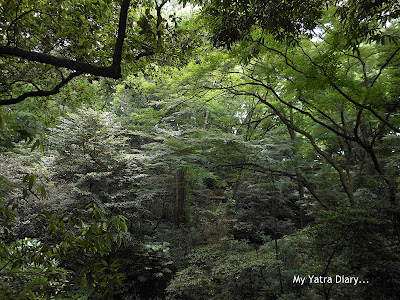 The forested area at the Meiji Jingu Shrine, Tokyo