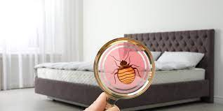 best bed bug exterminator