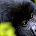 WHAT TO WEAR WHILE GORILLA TREKKING UGANDA-RWANDA