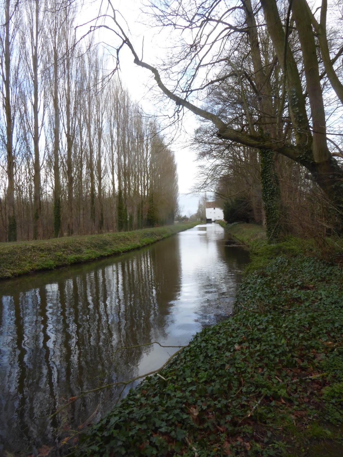Wild and Wonderful Spring at Anglesey Abbey near Cambridge