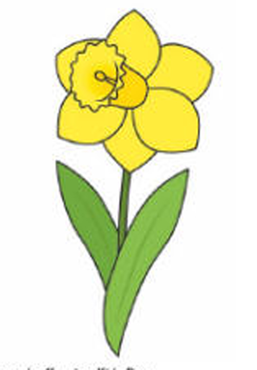 Cara Menggambar Bunga Bakung (Lily) - Contoh Anak PAUD