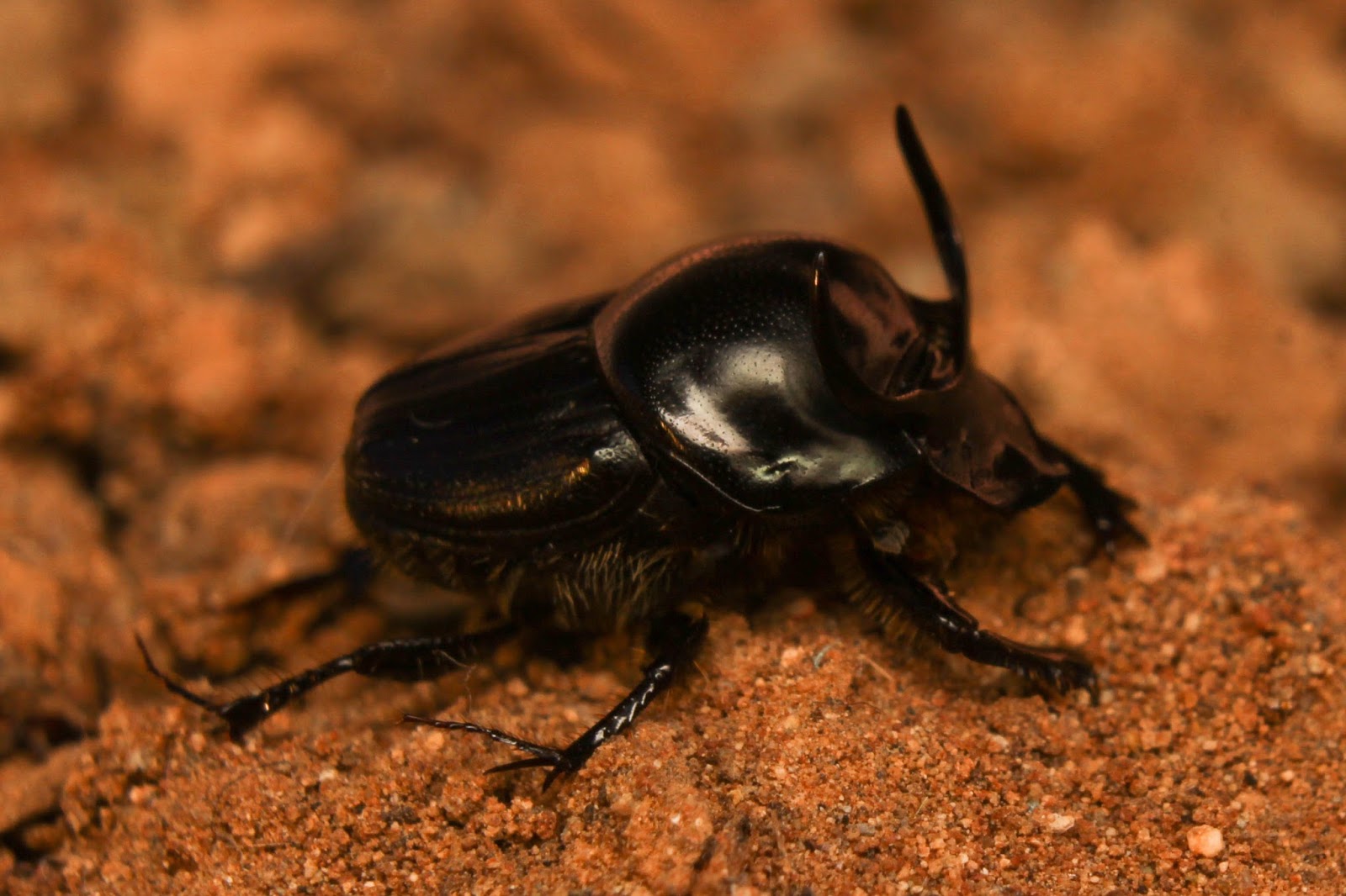 Biodiversity of Cyprus by NGO Protection of the Natural Heritage and