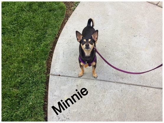 Minnie - pet dog building confidence