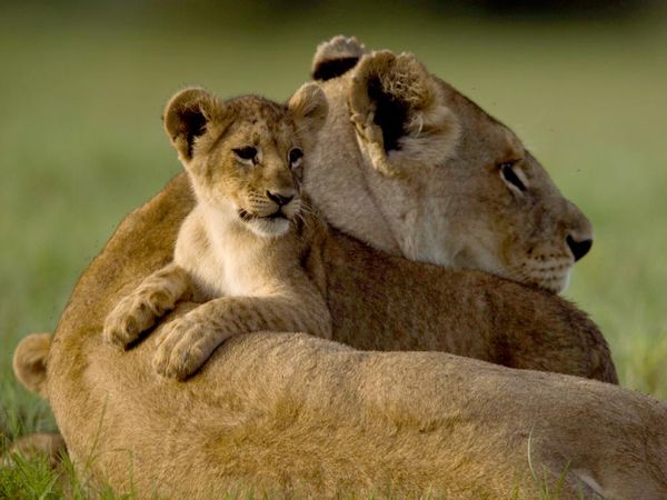 ... to facebook share to pinterest labels animal wallpapers big cat cubs