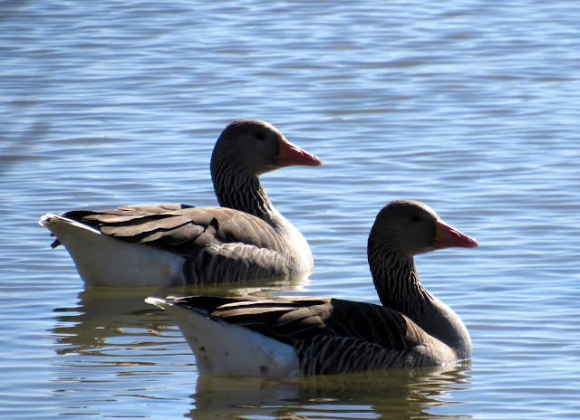 Ánsares lagunas de Villafáfila