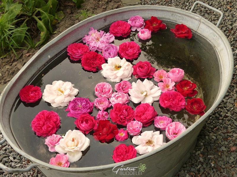 Gartenbuddelei Eine Reise ins Unbekannte Teil 3 / Garten Christensen