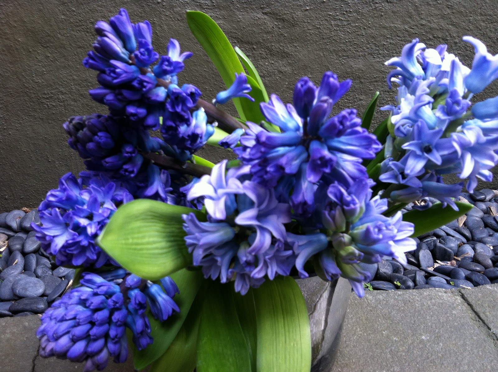 Download April 15 flowers and color palette | Juniper Flowers