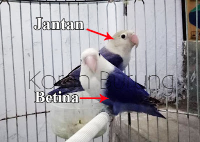 Cara Paling Tepat Membedakan Jenis Kelamin Lovebird Anakan Dan Dewasa Mengetahui jenis kelamin burung lovebird yang kita pelihara memang sangat penting Cara Paling Tepat Membedakan Jenis Kelamin Lovebird Anakan Dan Dewasa