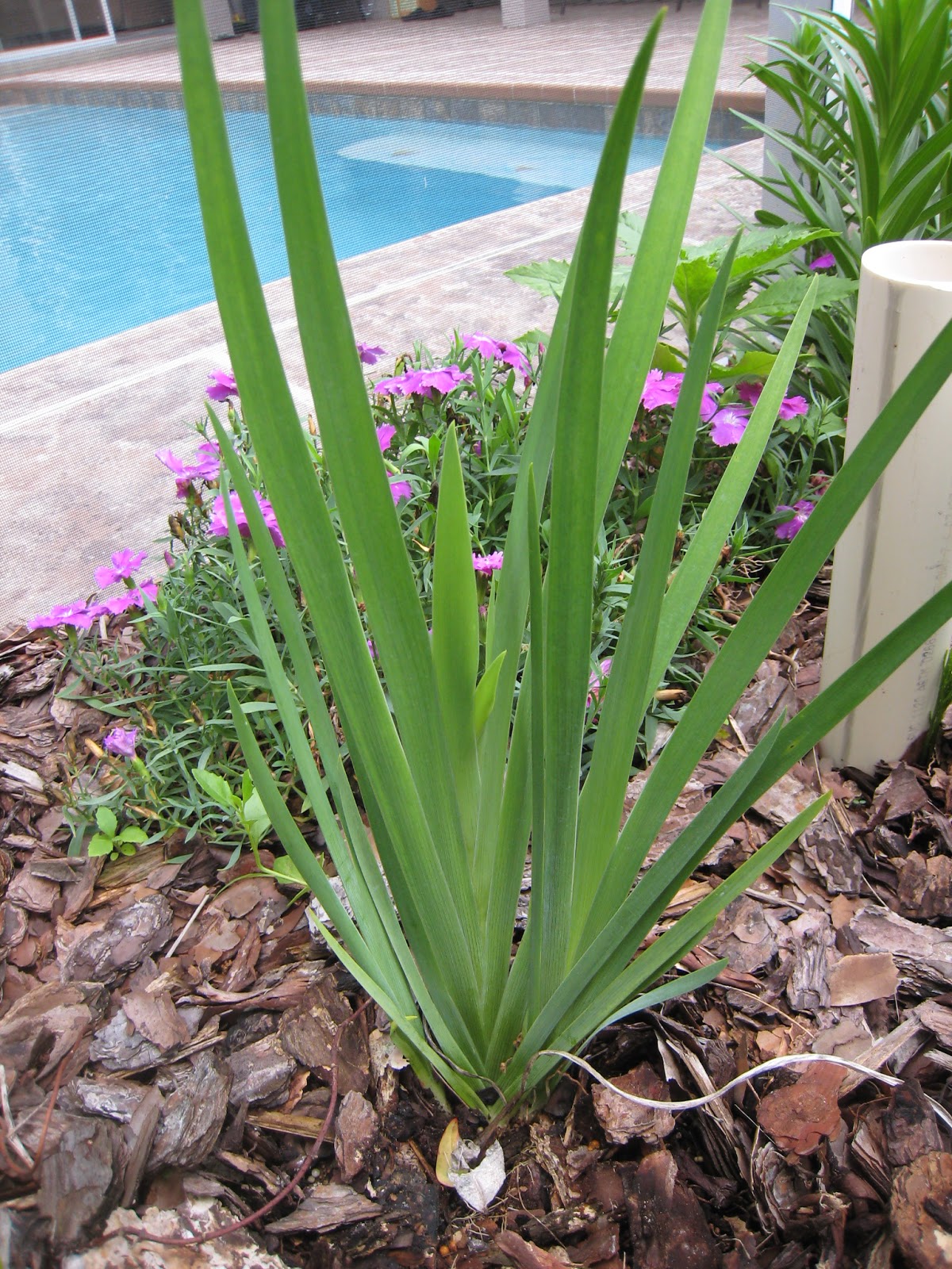 Botany Professor: April 2013