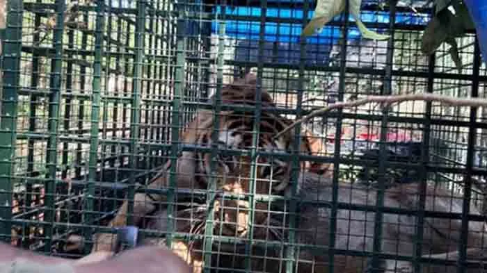 Escape tiger found, Thiruvananthapuram,News,tiger,Trending,Kerala
