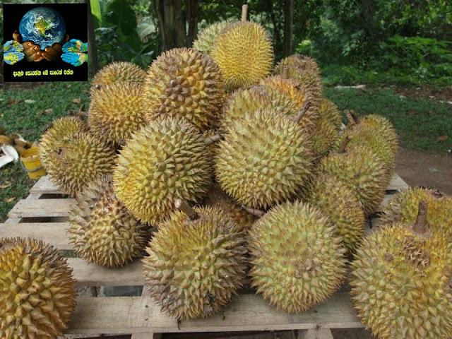කෙනෙක් අකමැති කෙනෙක් කැමති  ගුණදායක රසවත් පලතුර දූරියන් (Durian) - Your Choice Way