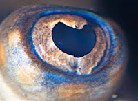 Mürekkep Balıklarının Gözü Hangi Renk