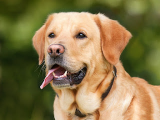 alt="labrador"