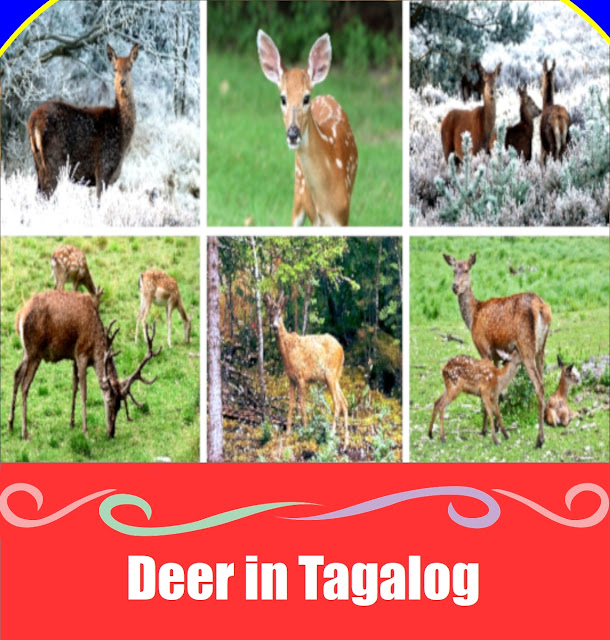 Deer in Tagalog