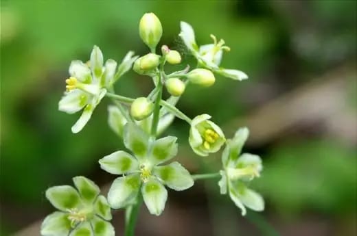 زهرة الكاماس القاتلة زهرة الكاماس القاتلة