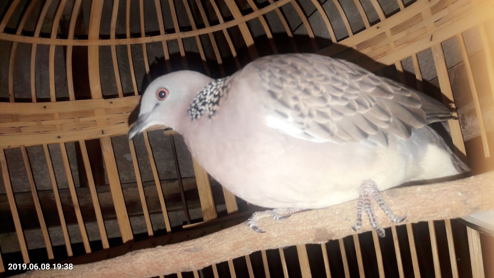 Kitat Mas Bird Farm 085 64 8080 404 Karangpuri Wonoayu