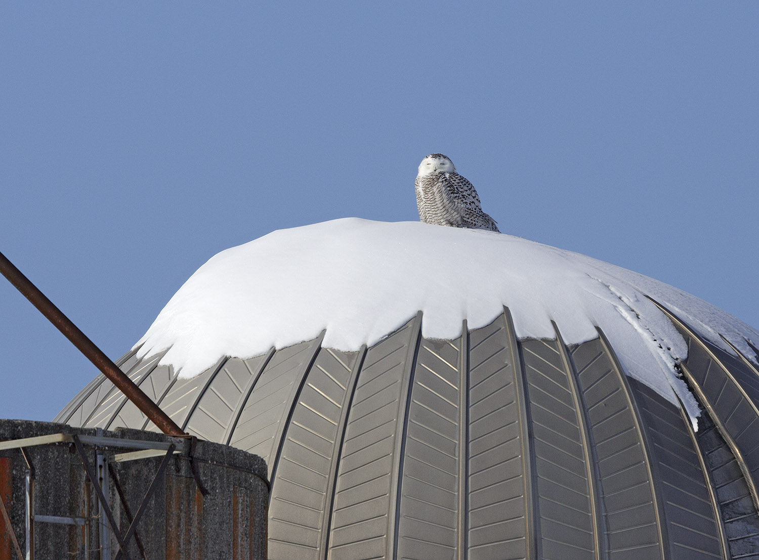 pewit what would you do withe a Snowy Owl on your roof?