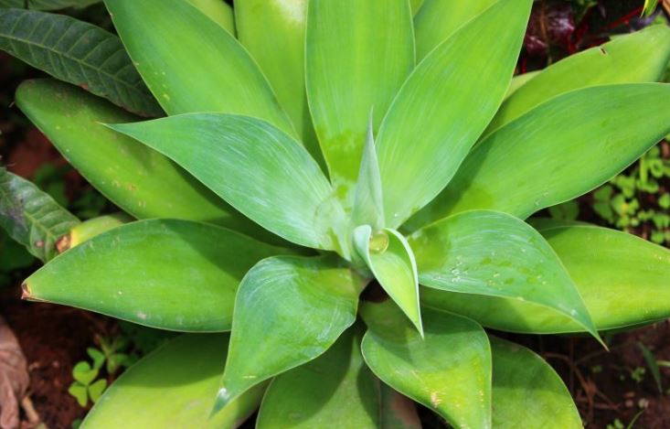 200 Tanaman Yang Cocok Untuk Taman Sekolah Sinox Nursery