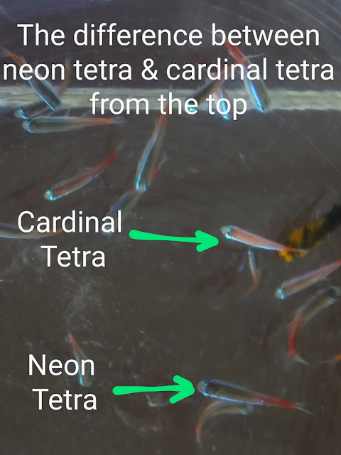 neon tetra and cardinal
